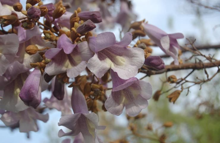 paulownia pianta