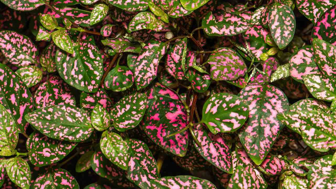 pianta pois coltivazione