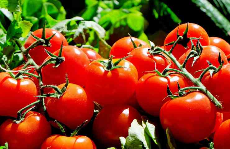 pianta pomodori frutti 