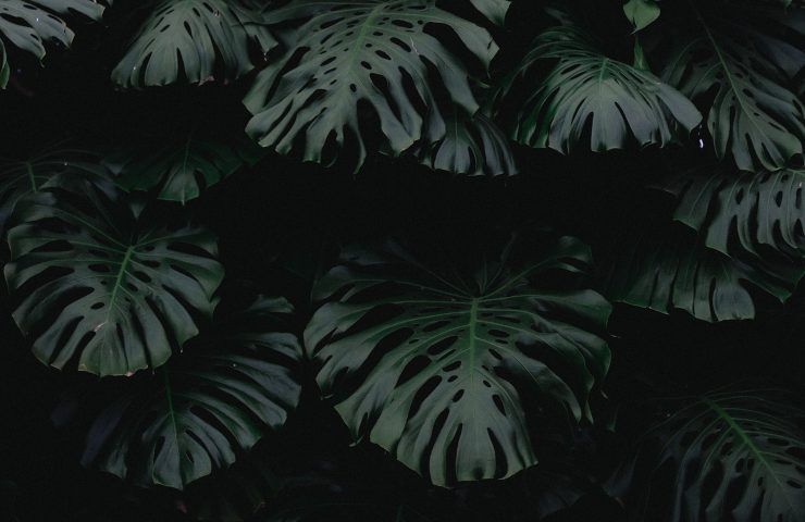 piante vivono buio quali sono