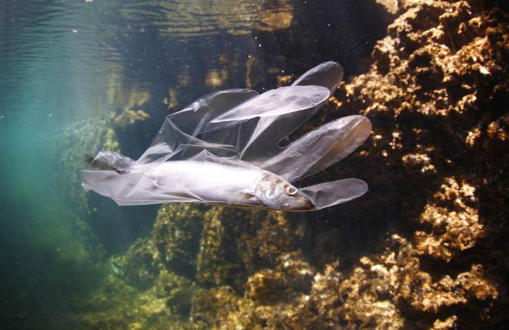 Isole plastica oceani pesce