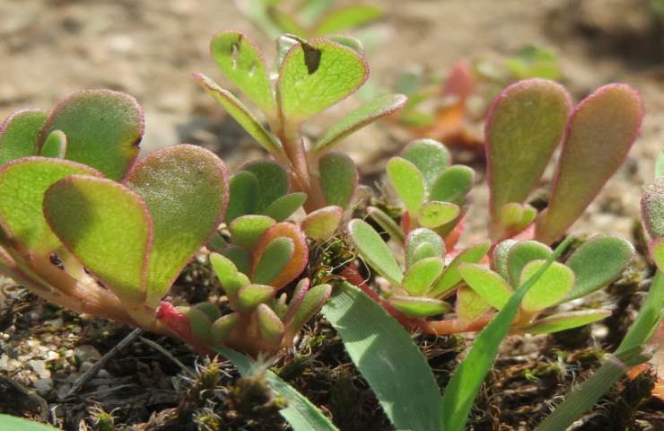 portulaca pianta commestibile