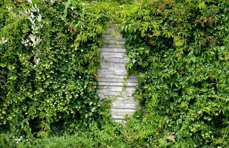 rampicanti come potarli giardino