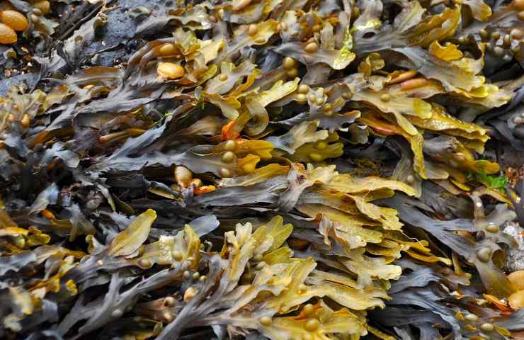 Lido Venezia alghe 