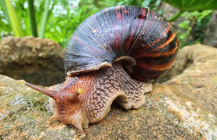 Lumaca africana invasione