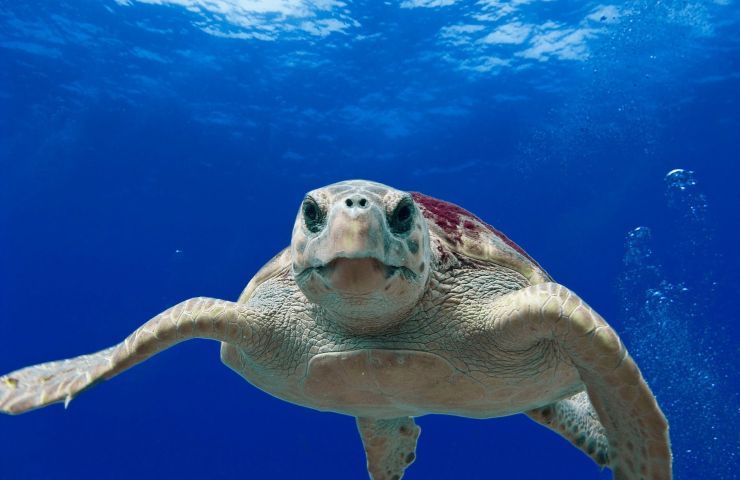 tartaruga marina difficoltà