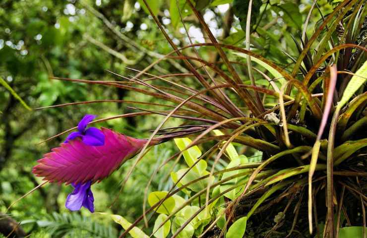 Tillandsia pianta senza terriccio fiore 