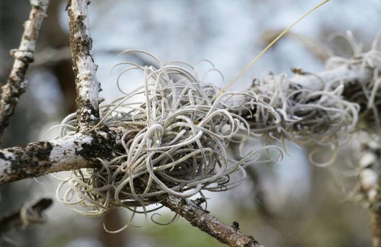 Tillandsia ppianta senza terriccio radici