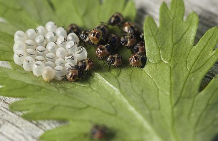 insetti ed uova pericolosi per le piante 