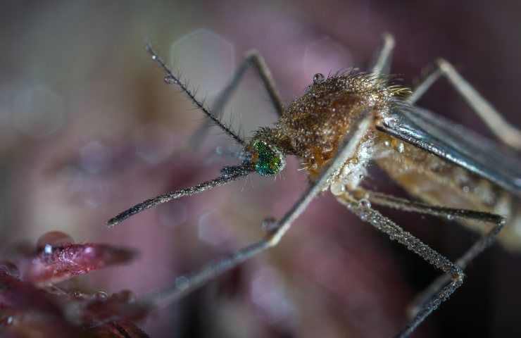 zanzare mangiate insetti quali sono