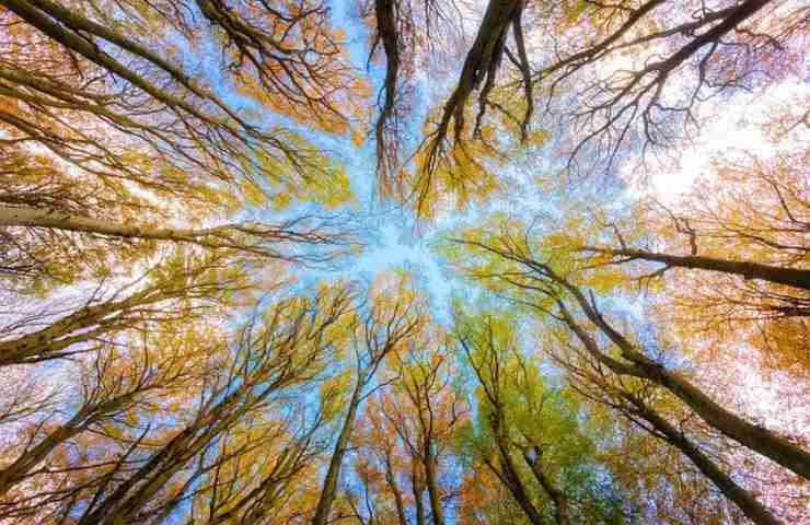 Alberi studio dati estinzione