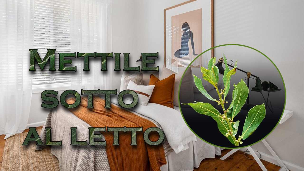 benefici alloro sotto letto