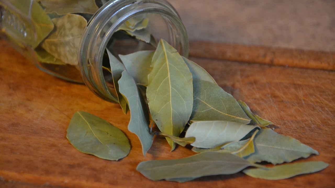 bruciare foglie alloro