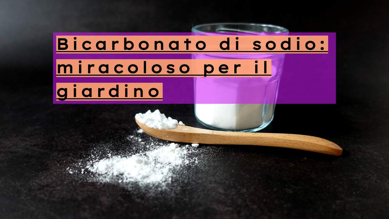 bicarbonato giardino piante