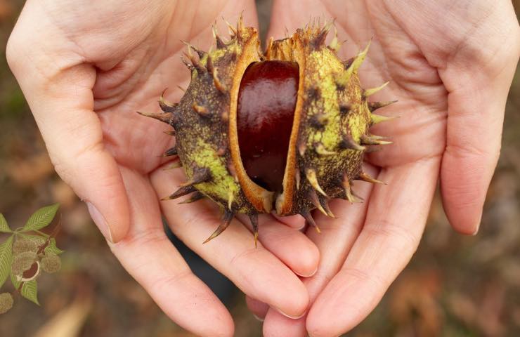 castagna cruda tradizione