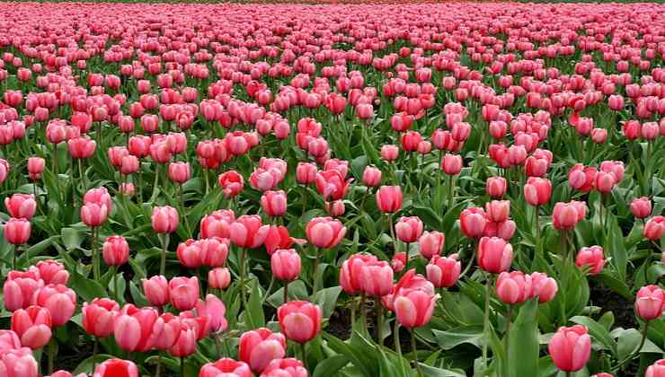tulipani cosa sapere