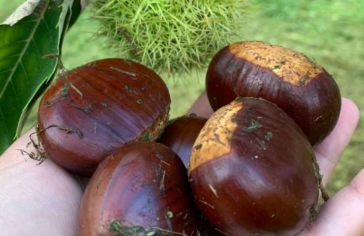 Castagne controindicazioni 