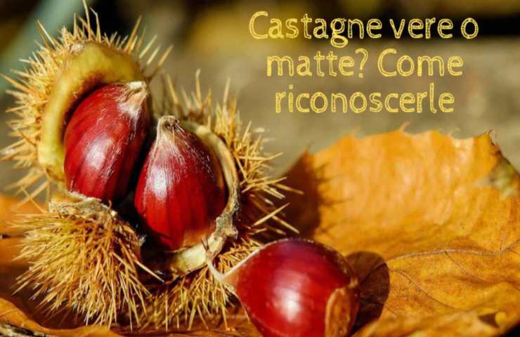 Castagne vere false differenze 