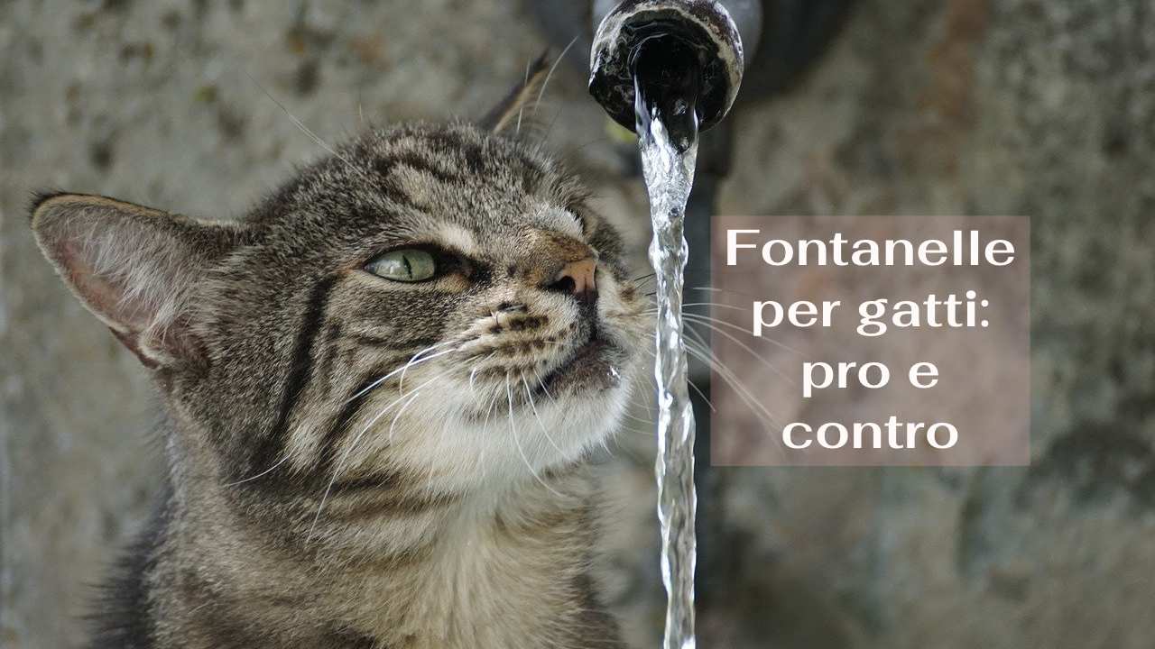 fontanelle gatti pro contro