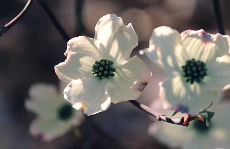 coltivare corniolo