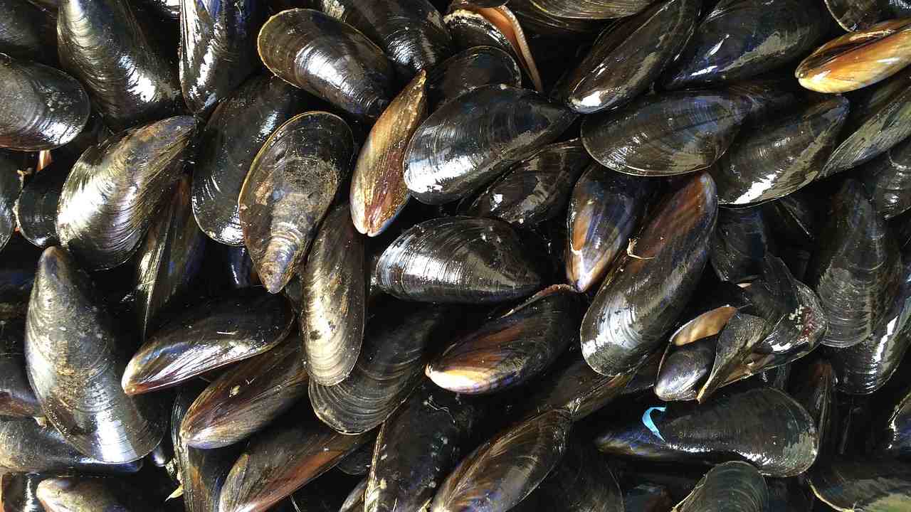 Gusci cozze rifiuti