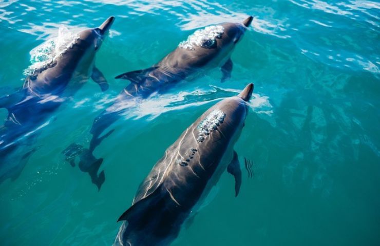 petizione stop caccia delfini giappone