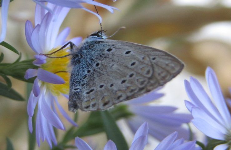 farfalla blu grande estinta '79 tornata