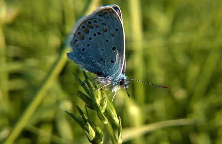 farfalla blu estinta '79 tornata natura