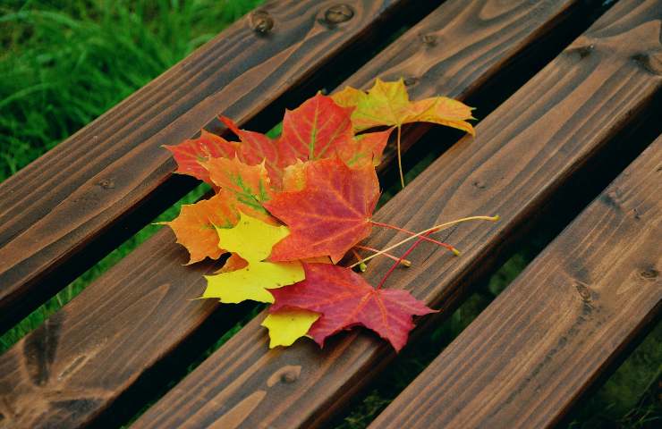 foglie cambiano colore autunno
