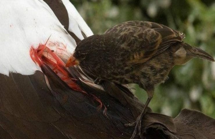 uccello succhia sangue nome