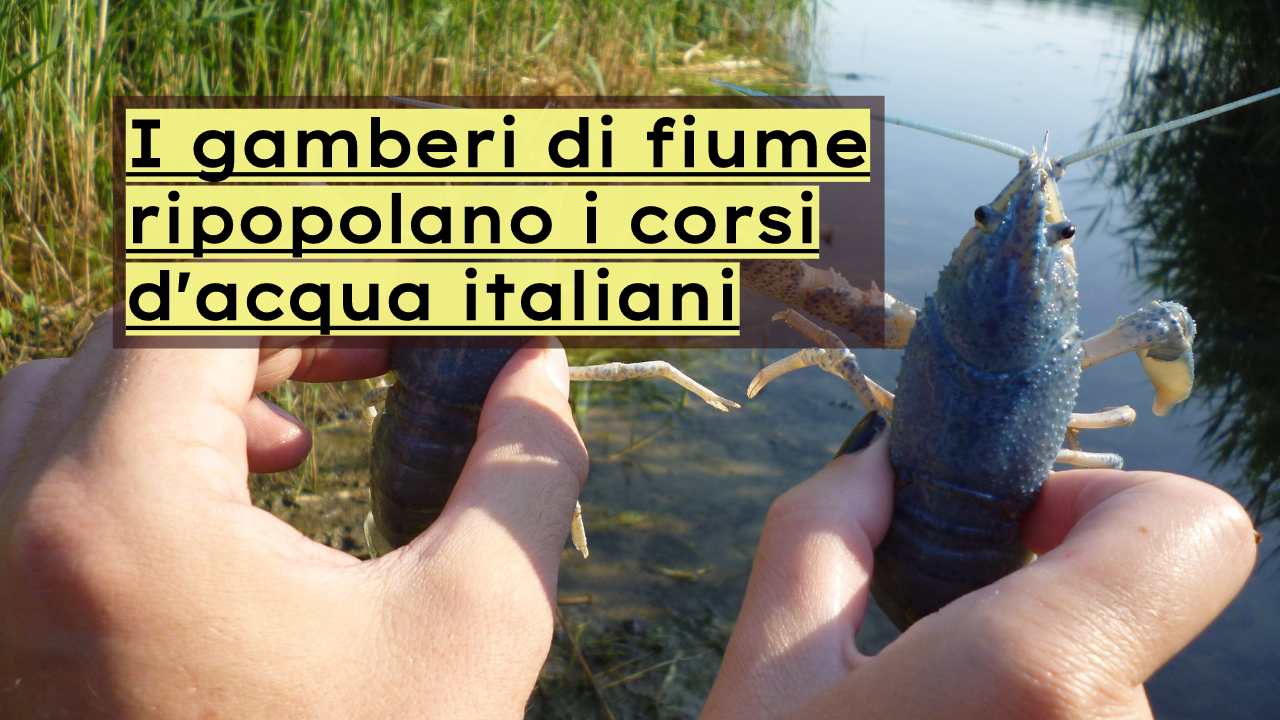 gamberi fiume Italia