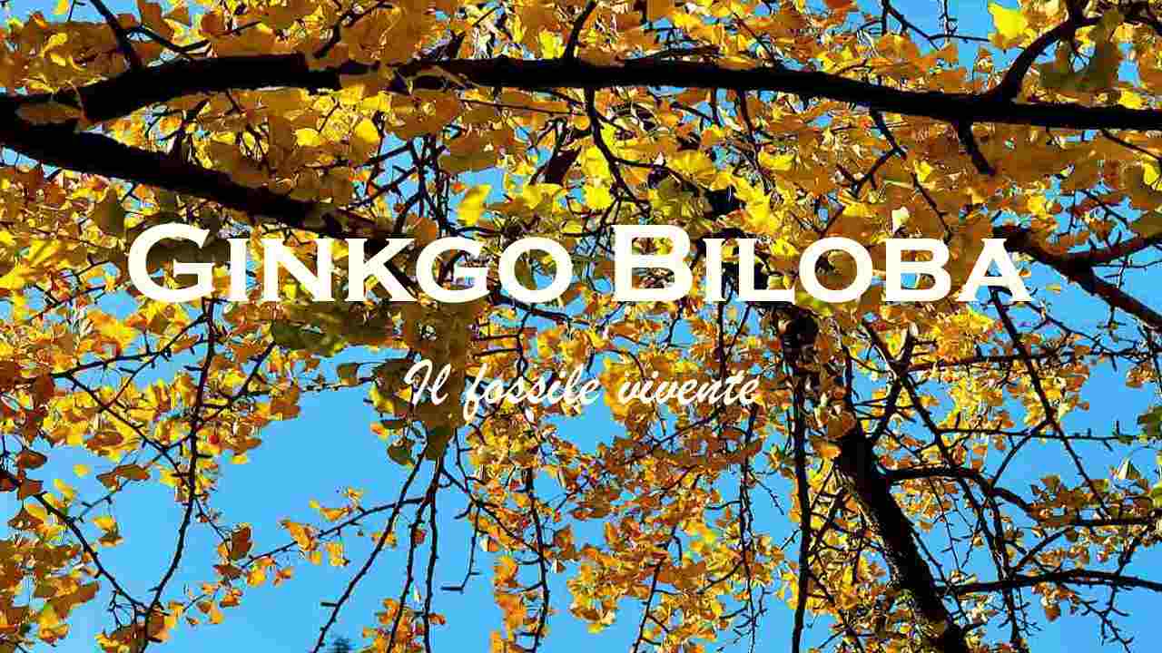 caratteristiche ginkgo biloba