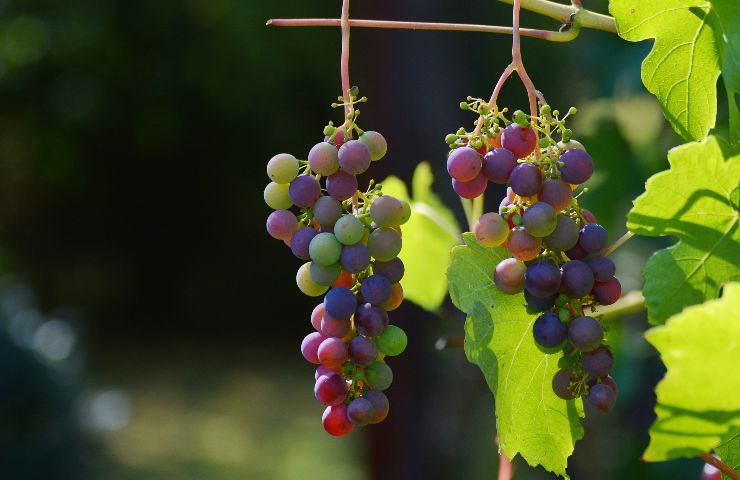 differenza varietà uva
