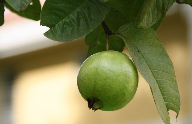 frutto guava coltivazione ortensia