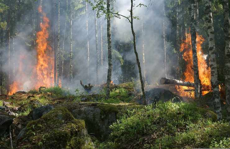 allarme foresta Amazzonica