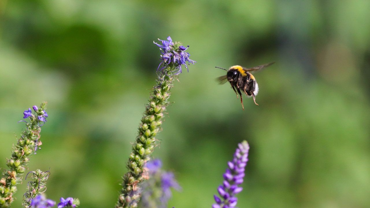 situazione bombi pericolo