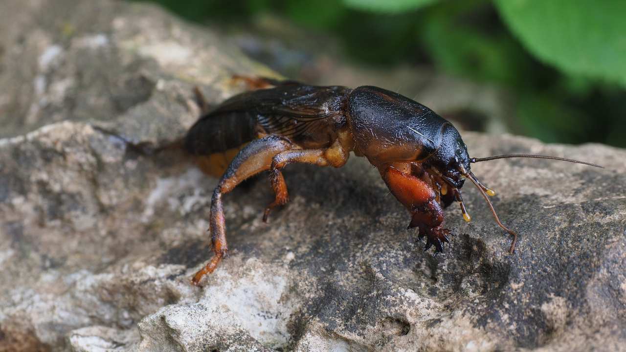 insetto grillotalpa orto