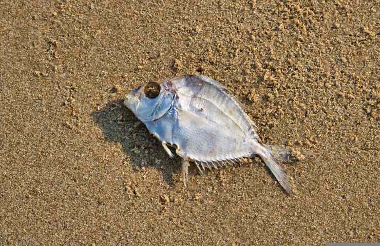 moria pesci sabbia 