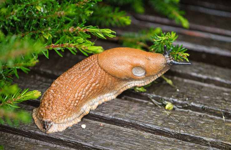 pericolo limacce orto giardino