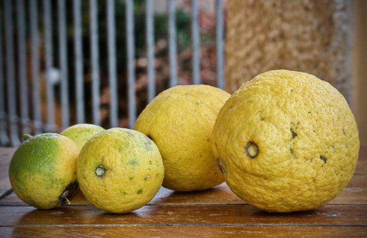 limoni biologici italiani