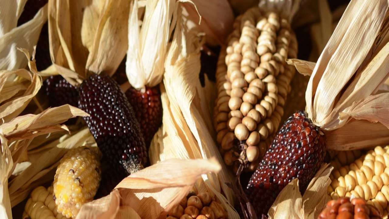 Mais fragola caratteristiche