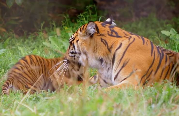 tigre Sumatra zoo Londra