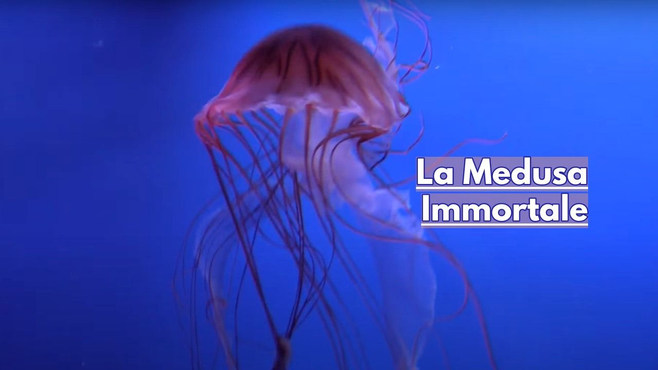 segreto medusa immortale