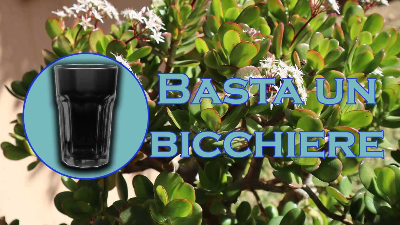 metodo bicchiere piante