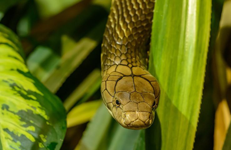 morso velenoso serpente