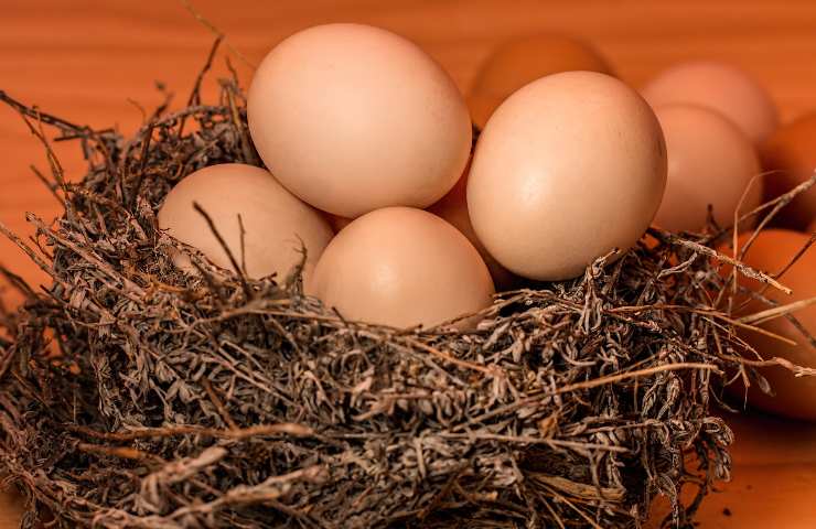 errore conservazione uova
