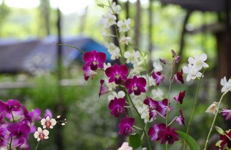 orchidee ruggine cause