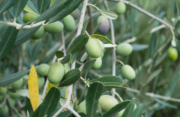 come potare olivo
