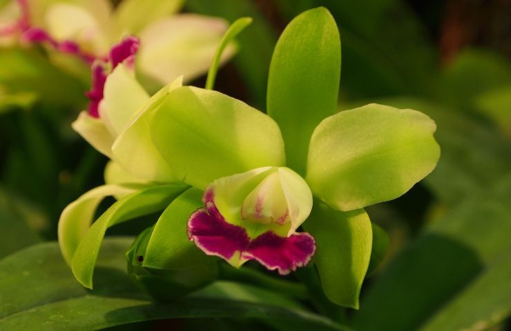 Orchidea numero fioriture 