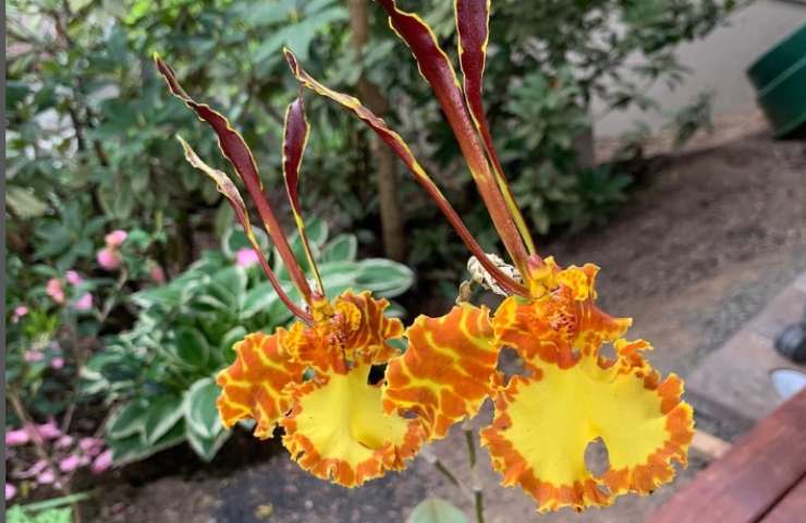 Orchidea fioritura numero volte 